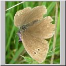 Aphantopus hyperantus - Schornsteinfeger 10.jpg